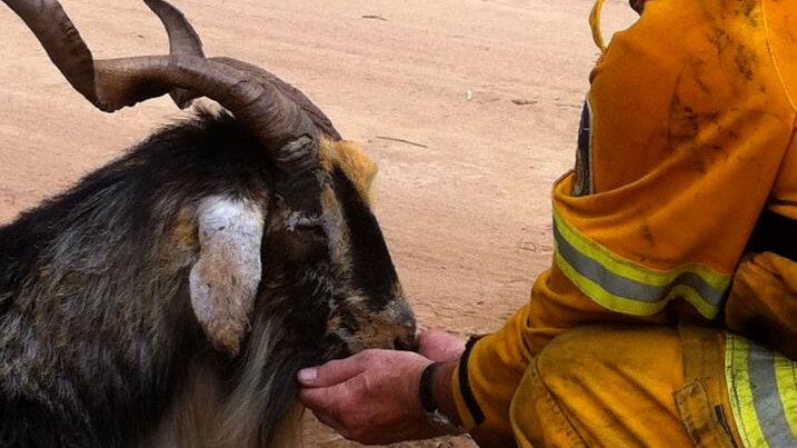 Firefighter from NSW RFS gives water to goat