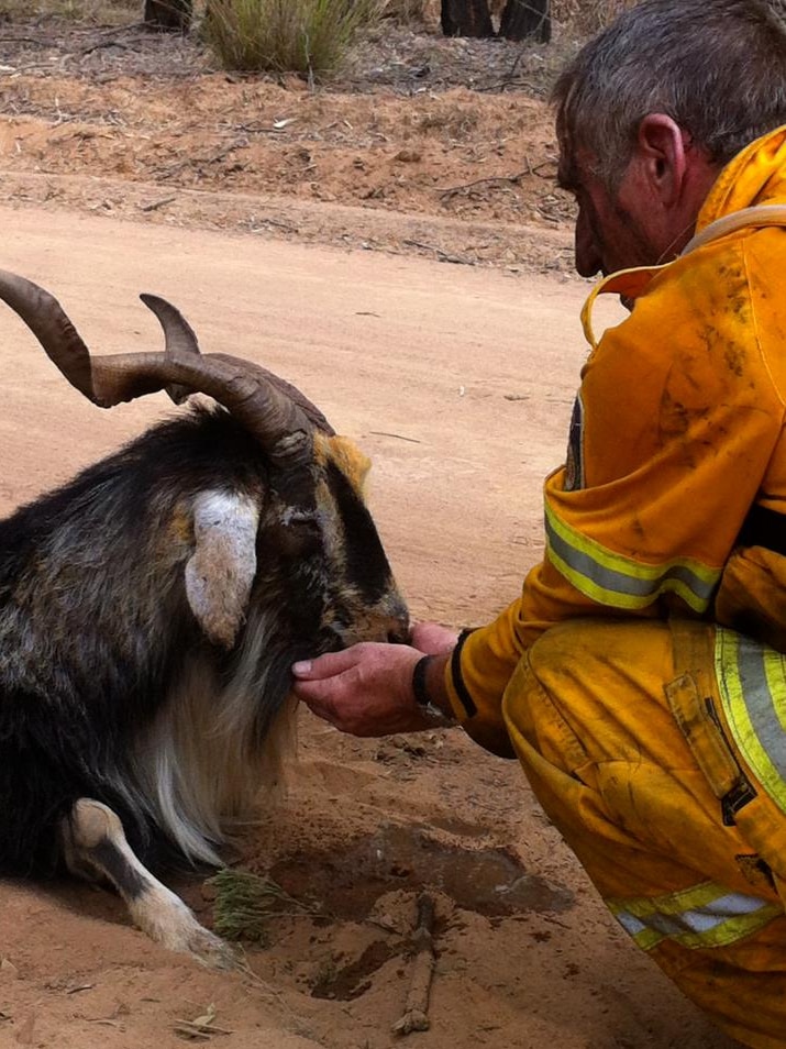 Firefighter from NSW RFS gives water to goat