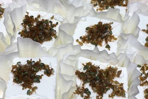 Goat cheese topped with green ants.