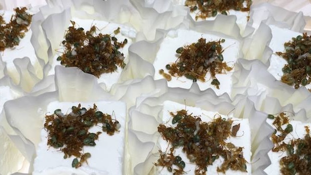 Goat cheese topped with green ants.