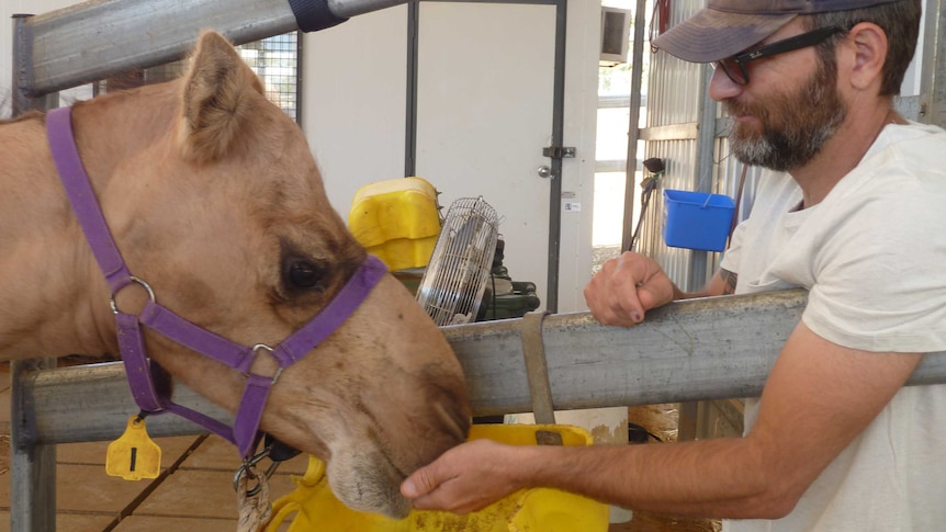 Gilad Berman feeds one of the camels in Kalamunda
