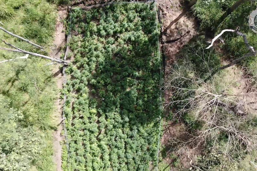 A photo of a large crop of cannabis surrounded by bushland, taken from above.