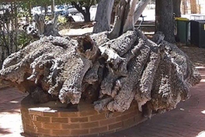 Large tree root sits in park