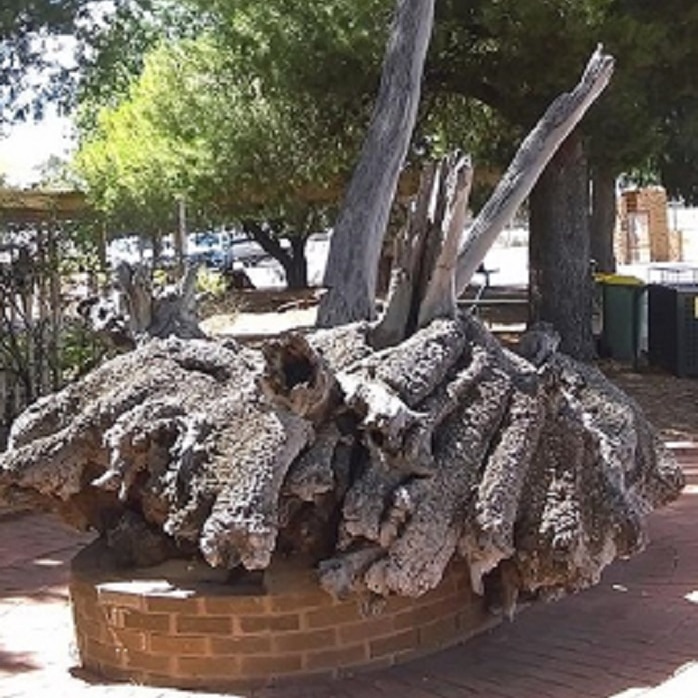 Large tree root sits in park