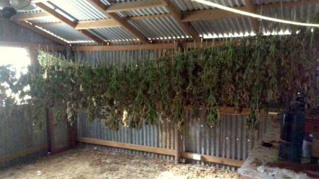 cannabis plants drying in a shed near gympie