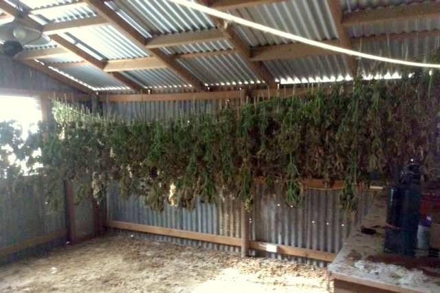 cannabis plants drying in a shed near gympie