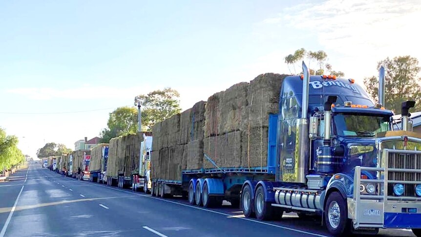A long row of trucks with large piles of hay piled on them line a road bumper to bumper.
