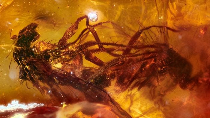 Two mating flies captured in 40 million year old amber