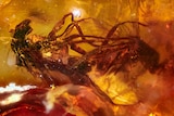 Two mating flies captured in 40 million year old amber