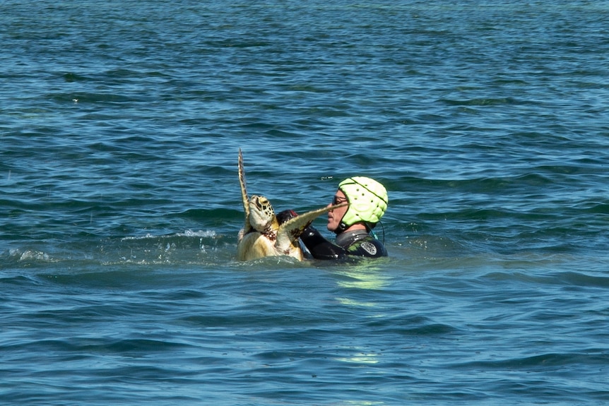 A man in helmet in the ocean, holding a turtle 