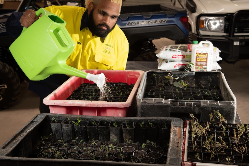 Indigenous man waters seedlings in a tub using a green watering can.