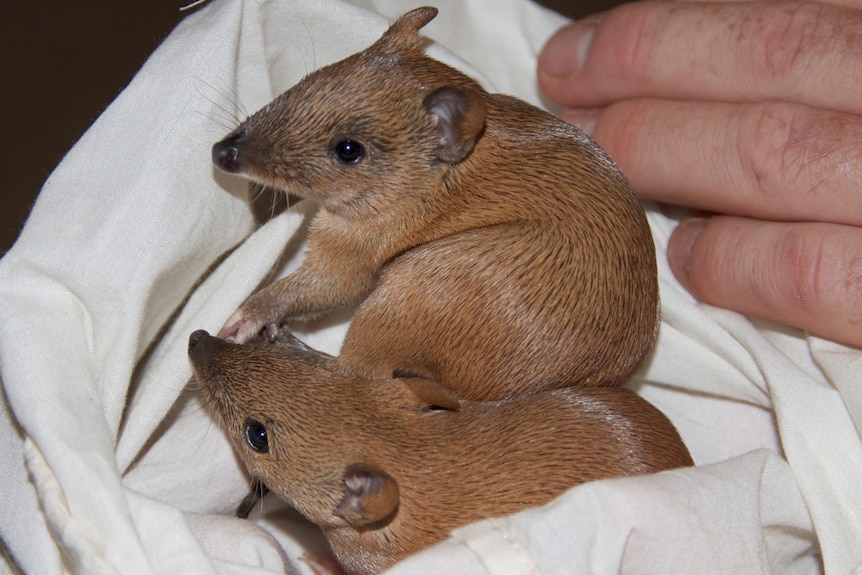 Two baby golden bandicoots in a white sheet, a hand rests next to them.