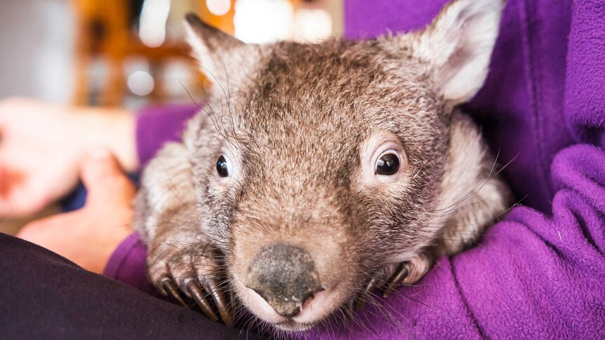 A wombat at Sleepy Burrows Wombat Sanctuary