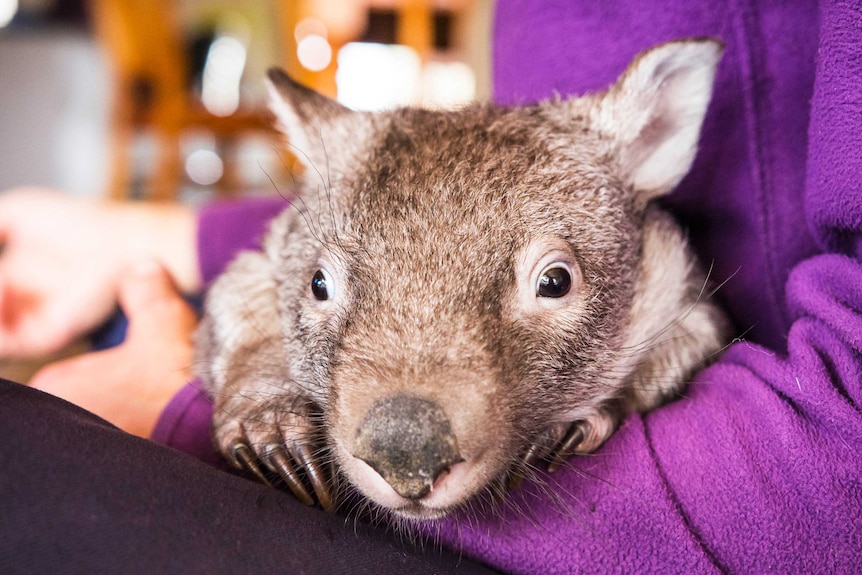A wombat at Sleepy Burrows Wombat Sanctuary