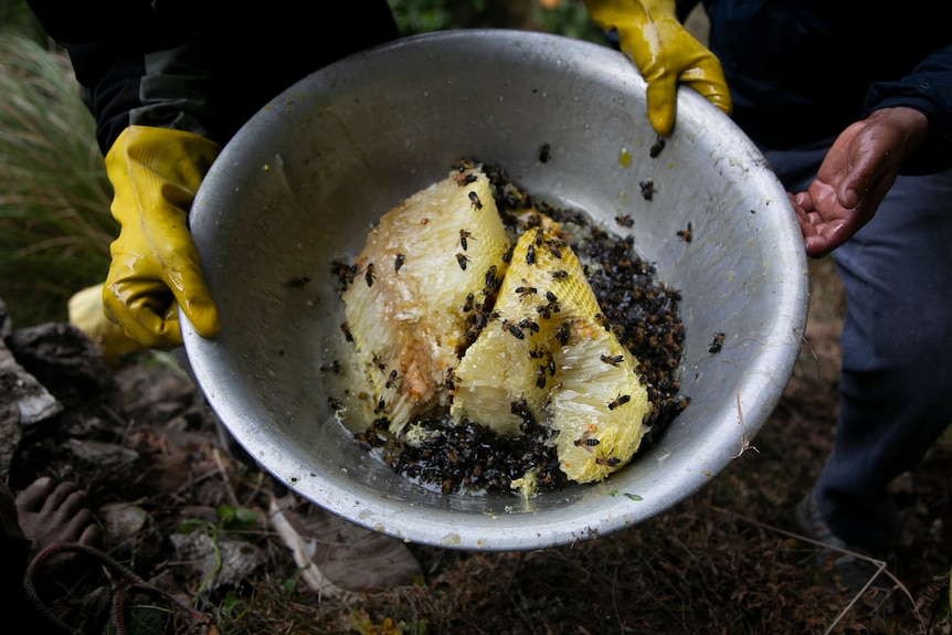 Workers hold a buckets showing honey harvested wit bees inside.