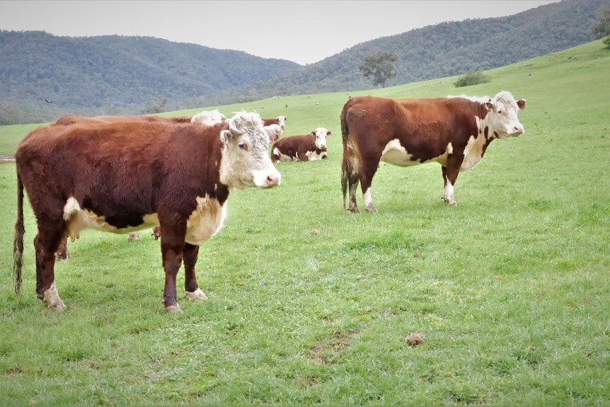 cows in a paddock 