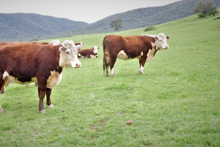 Cows in a green paddock.