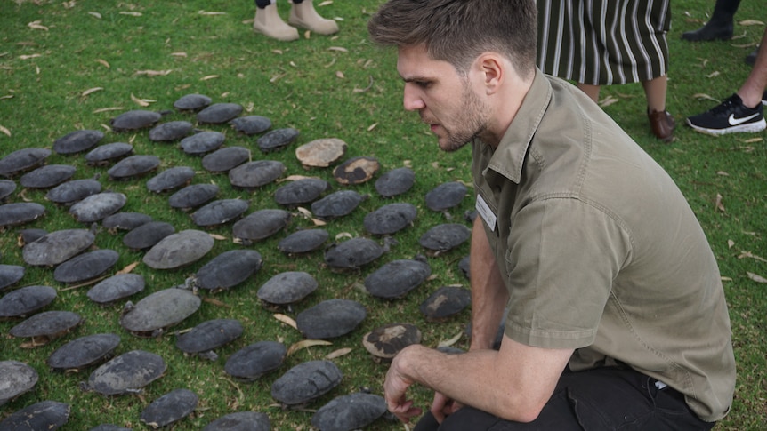 People inspect dead turtles.