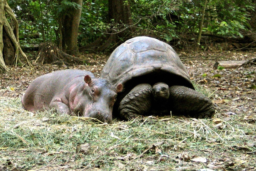 The best of friends: Owen and Mzee