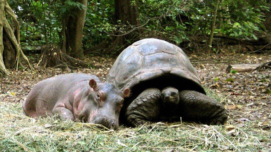 Lonely, lonely hippo: Owen snuggles up to his new best friend, a century old tortoise