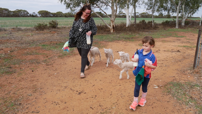 A woman and small girl carry bottles of milk as four lambs follow closely behind.