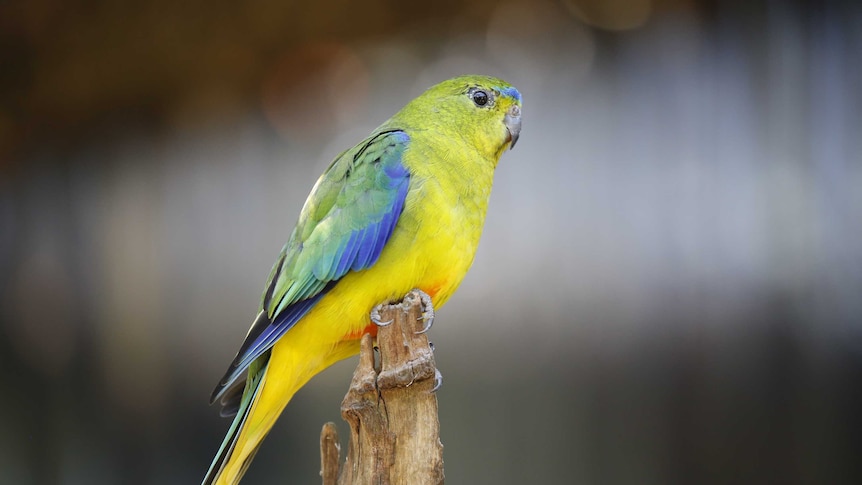 Orange-bellied parrot sitting on tree branch