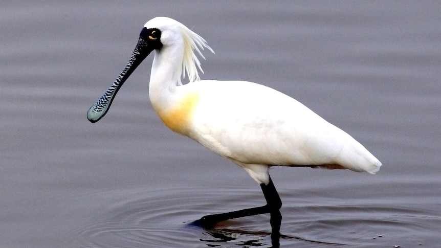 A large white crested water bird with a black face, flat bill and yellow on the chest and around the eyes, standing in water.