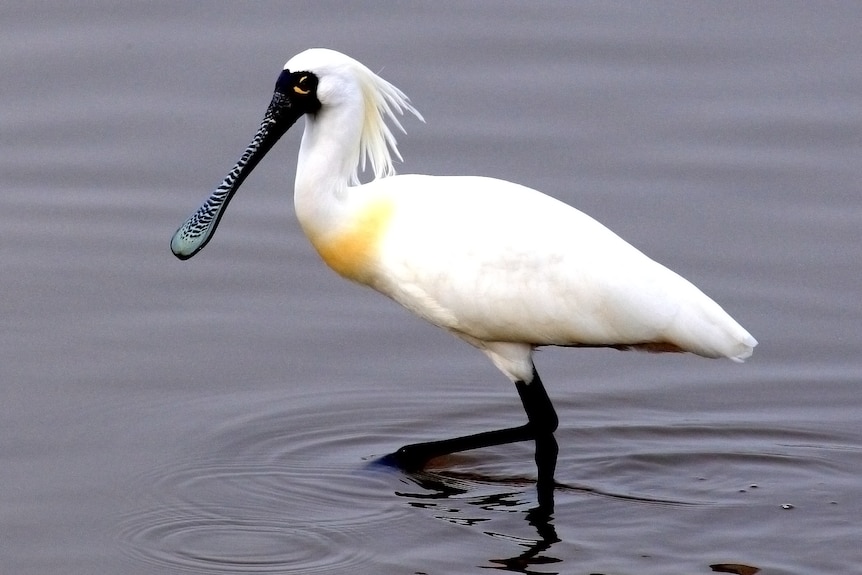 A large white crested water bird with a black face, flat bill and yellow on the chest and around the eyes, standing in water.