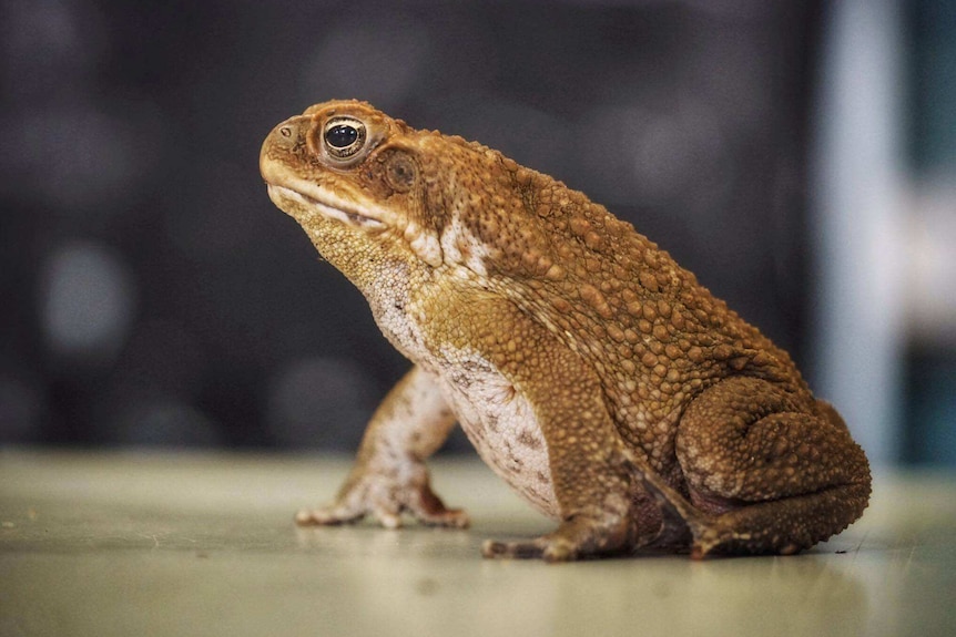 a cane toad