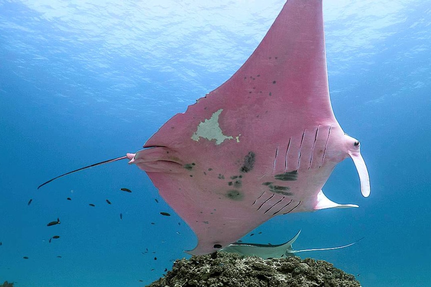 A pink manta ray glides under the sea in coral.