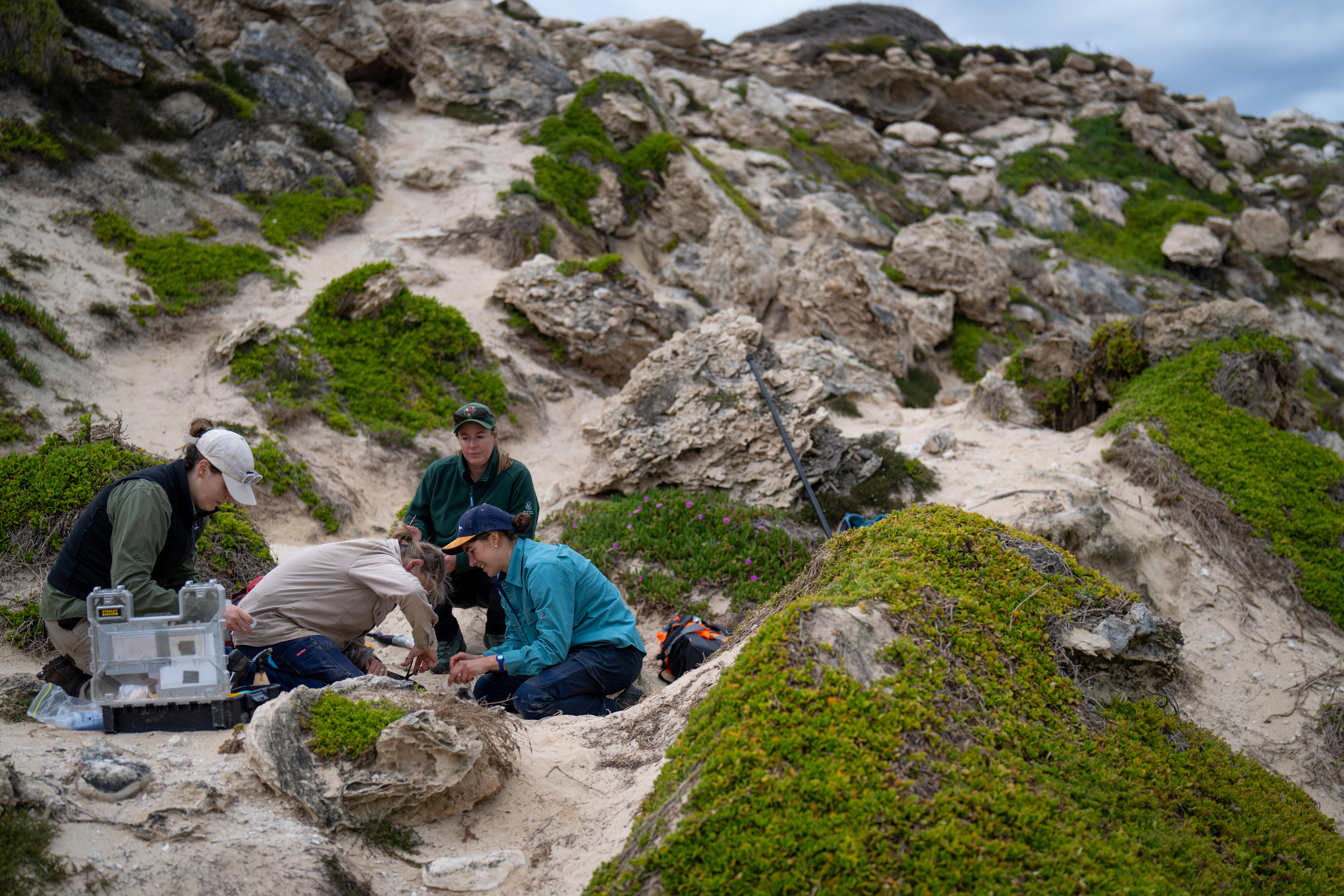Um grupo de mulheres nas dunas de areia trata um filhote de leão-marinho contra vermes