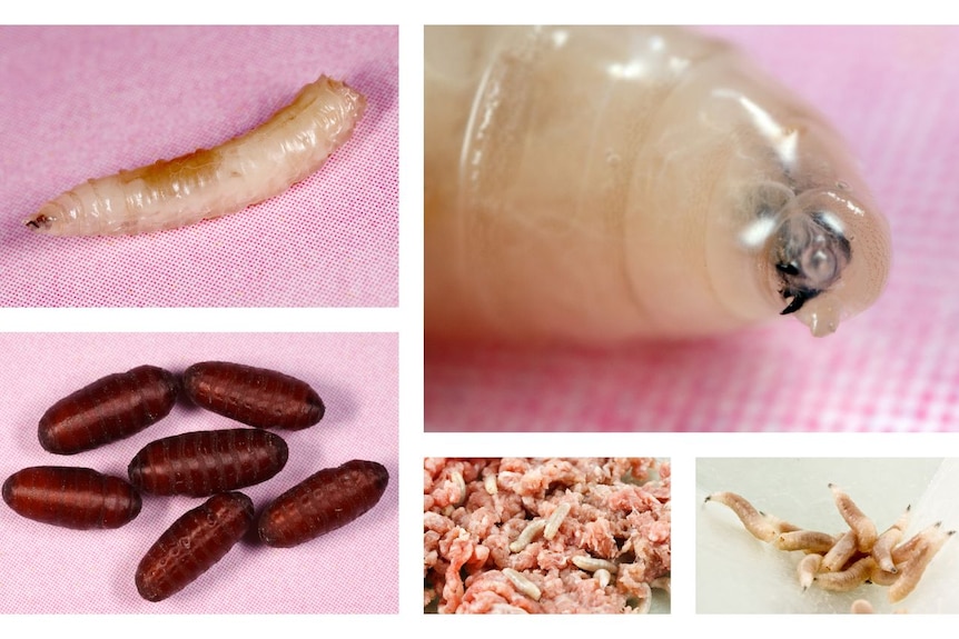 Maggots in 'teabags': Is it time to resurrect this ancient