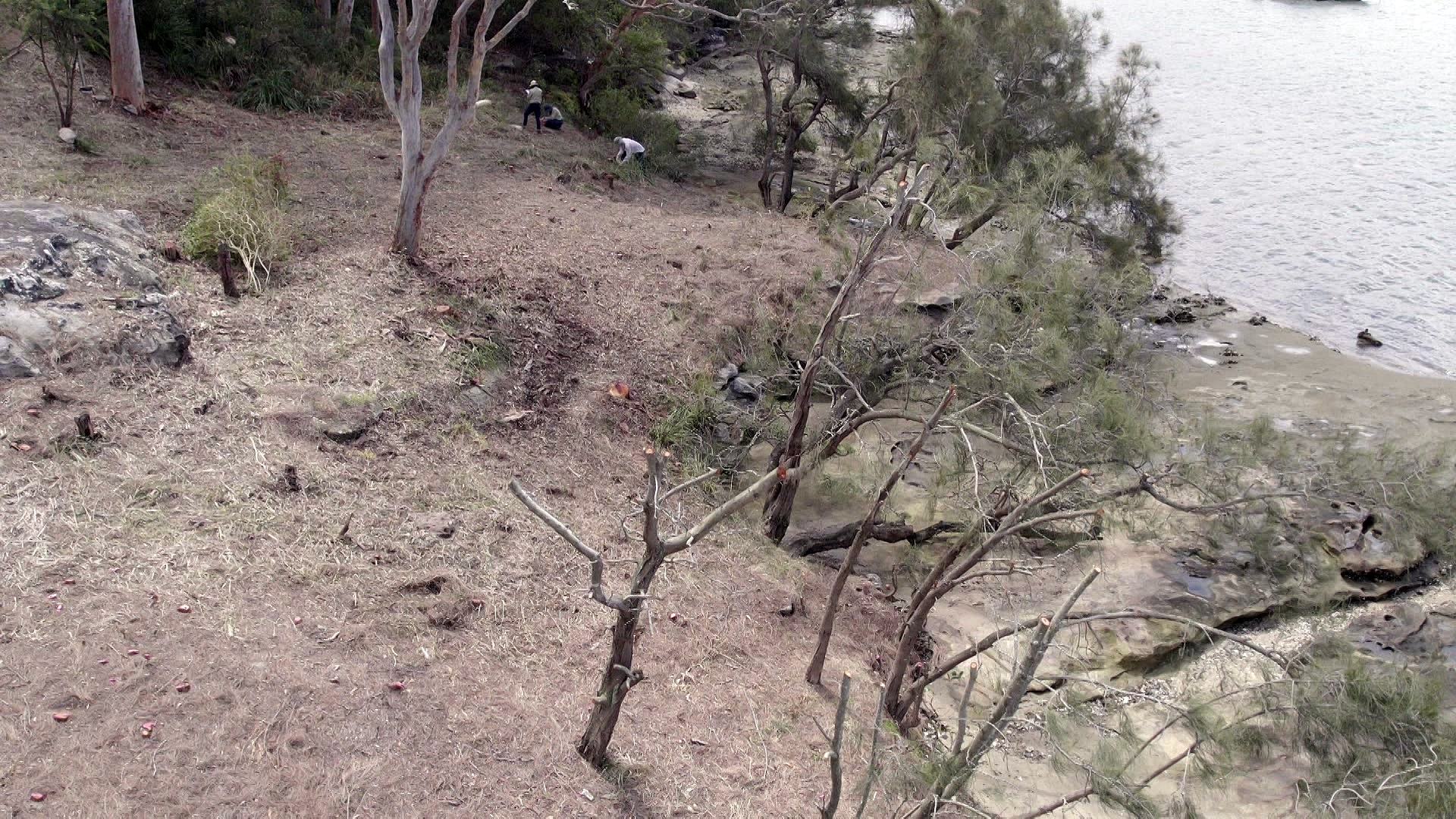 Drone vision of Longueville tree destruction
