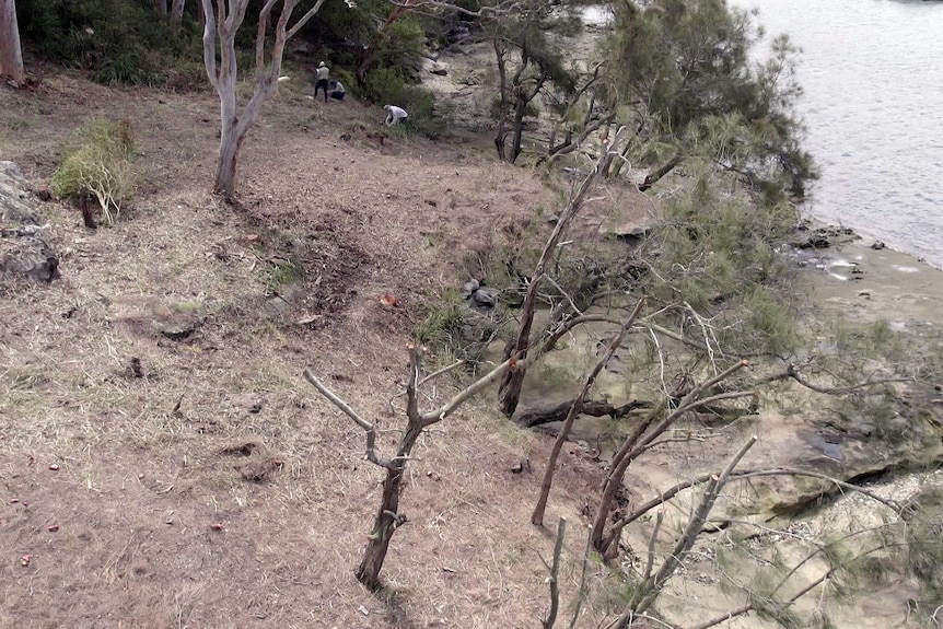 Drone vision of Longueville tree destruction