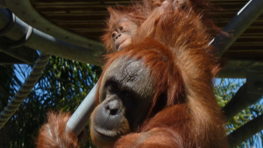 Baby Sumatran orangutan Sungai  is introduced to the public at Perth zoo