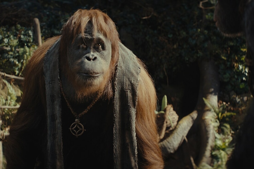 A wise old Orangutan-type wears a vest and pendant.