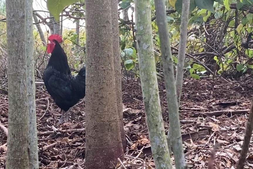 A rooster stands proudly on a brush turkey nest tucked away among trees in a nature reserve.