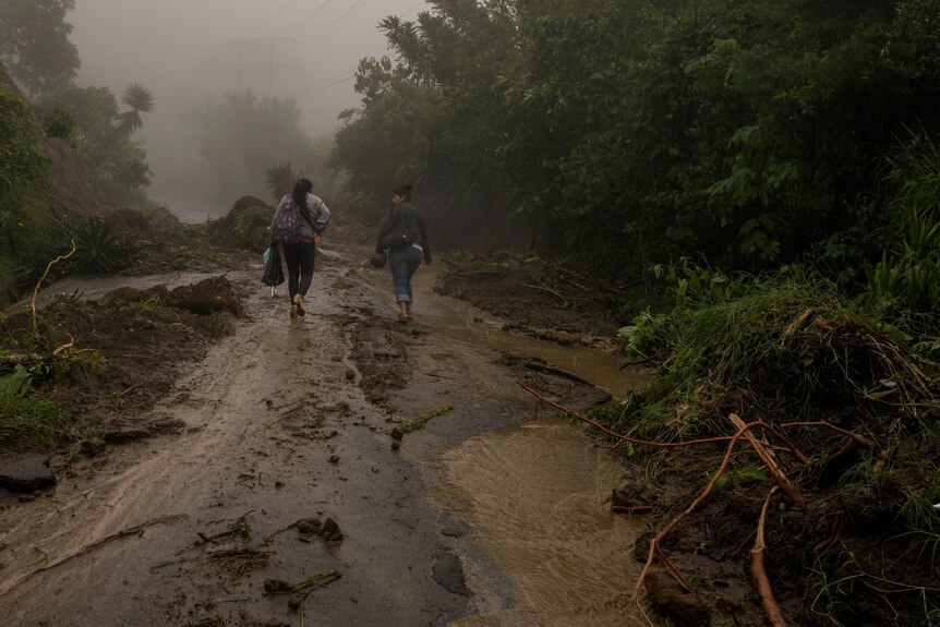 Two people walk down road covered in fallen trees, 
