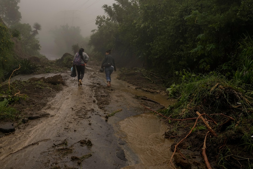 Two people walk down road covered in fallen trees, 