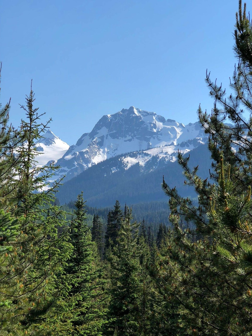 A snow-capped mountain rises amidst pine forests