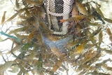 native prawns in water