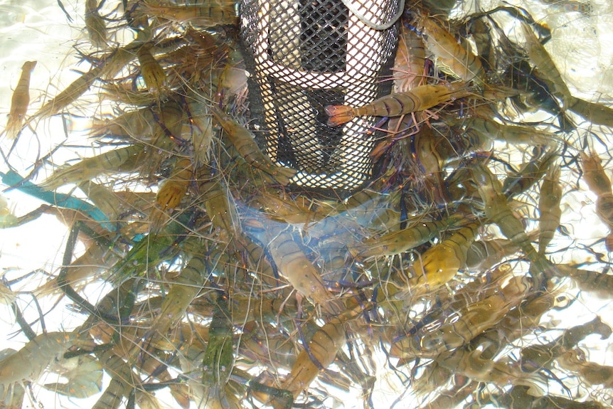 Native prawns in fresh water