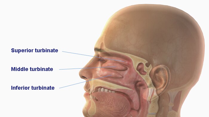 An illustrated cross section of a mans head.