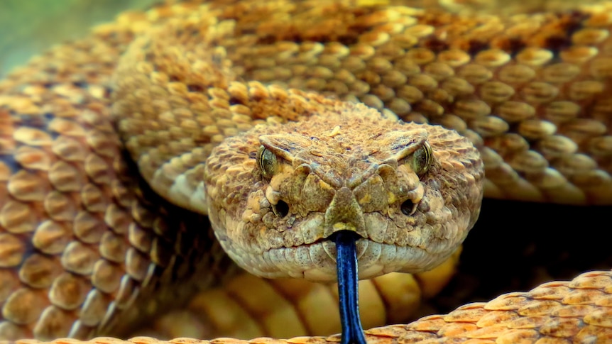 A portrait of a rattlesnake in Arizona