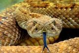 A portrait of a rattlesnake in Arizona