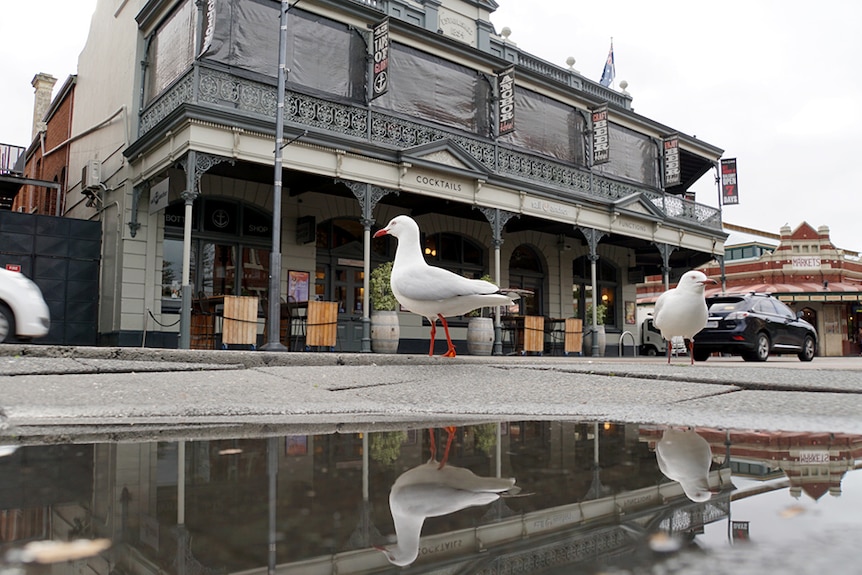 Pub, wide shot, from across the street with seagulls in foreground.