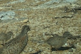 small brown birds on the ground at the Abrolhos islands