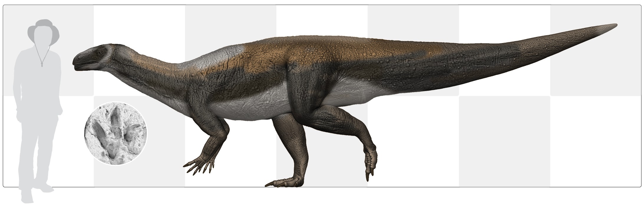 A person standing next to a mid-sized dinosaur