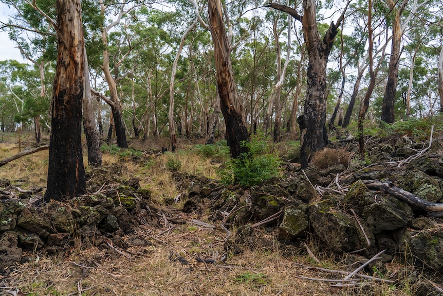 two stone walls form an opening in a forest