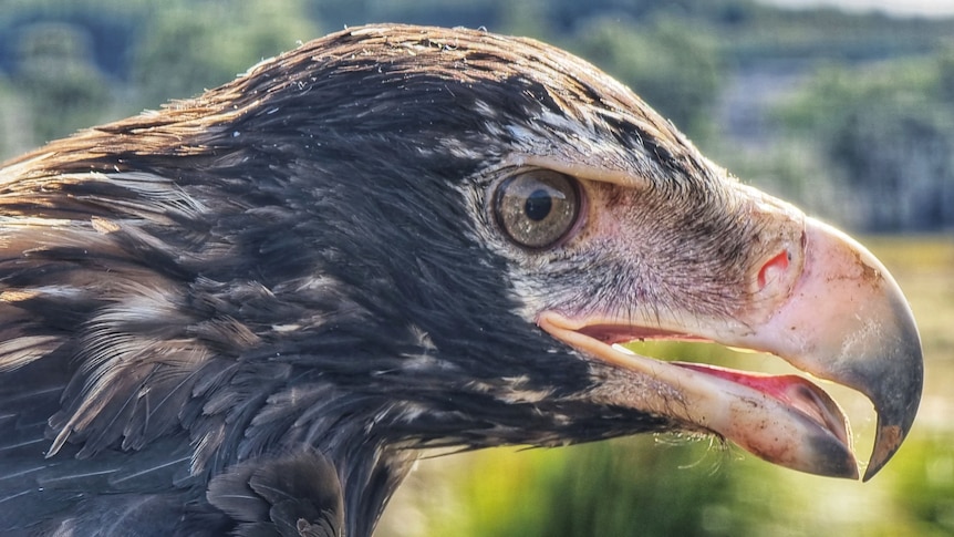 A close up shot of a fierce looking wedge-tailed eagle.